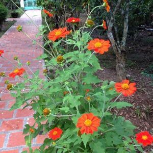 Meet your Posher, Hieu